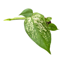 plante de vente vivante 37