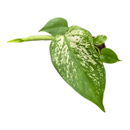 Live sale plant 37 Monstera Devil Monster