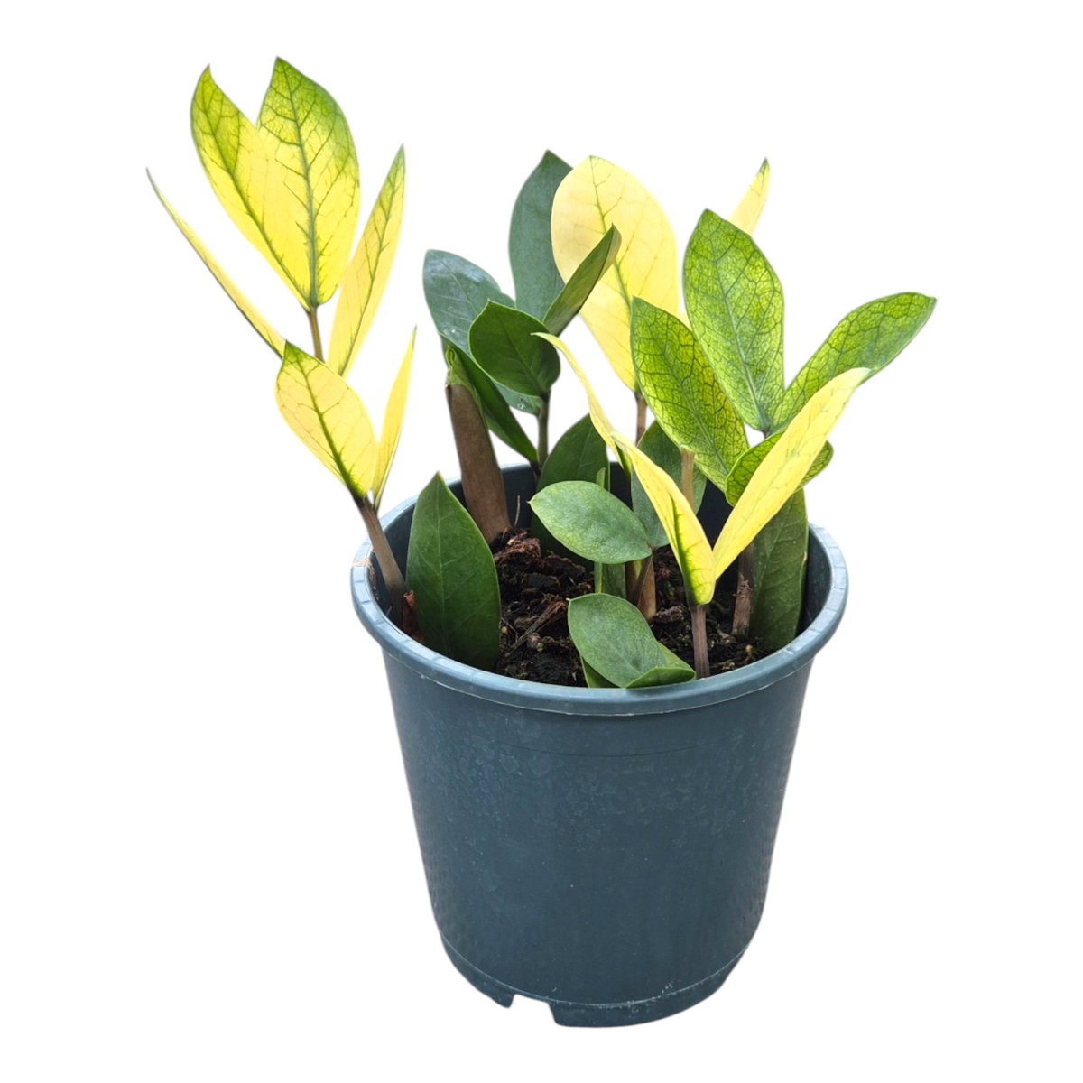 Zamioculcas Chameleon