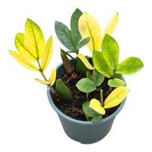 Zamioculcas Chameleon