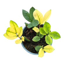 Zamioculcas Chameleon