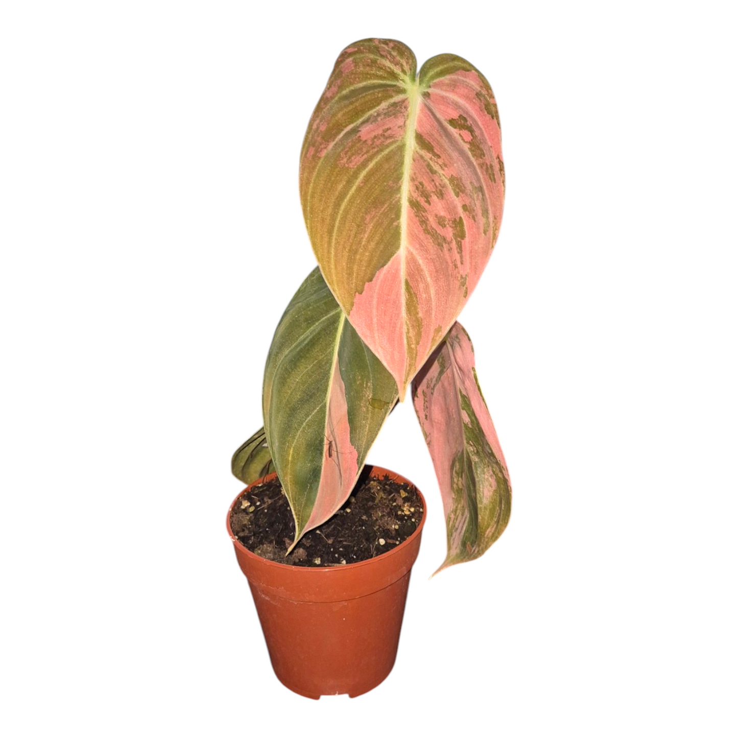 Vente en direct plante 1 Philodendron Melanochrysum Variegata Orange