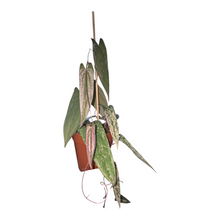 Live sale plant 2 Dioscorea Pixel Pink