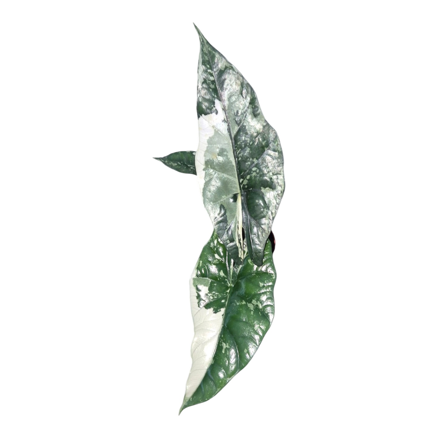 Vente en direct de 3 Alocasia Simpo Variegata