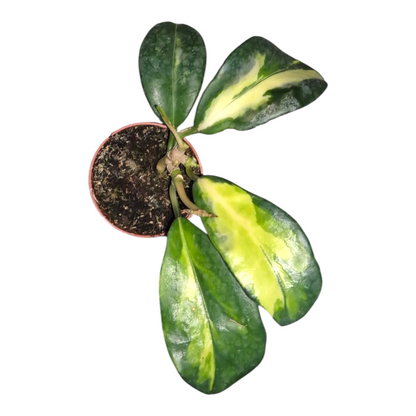 Vente en direct de 4 Hoya Diversifolia Variegata (Maharani)