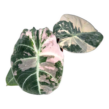 Live sale plant 5 Alocasia Black Velvet Variegata Pink