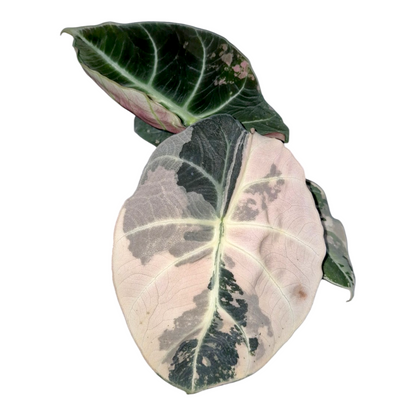 Vente en direct de 6 plantes Alocasia Black Velvet Variegata Pink