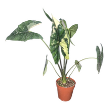 Live sale plant 7 Alocasia Simpo Variegata