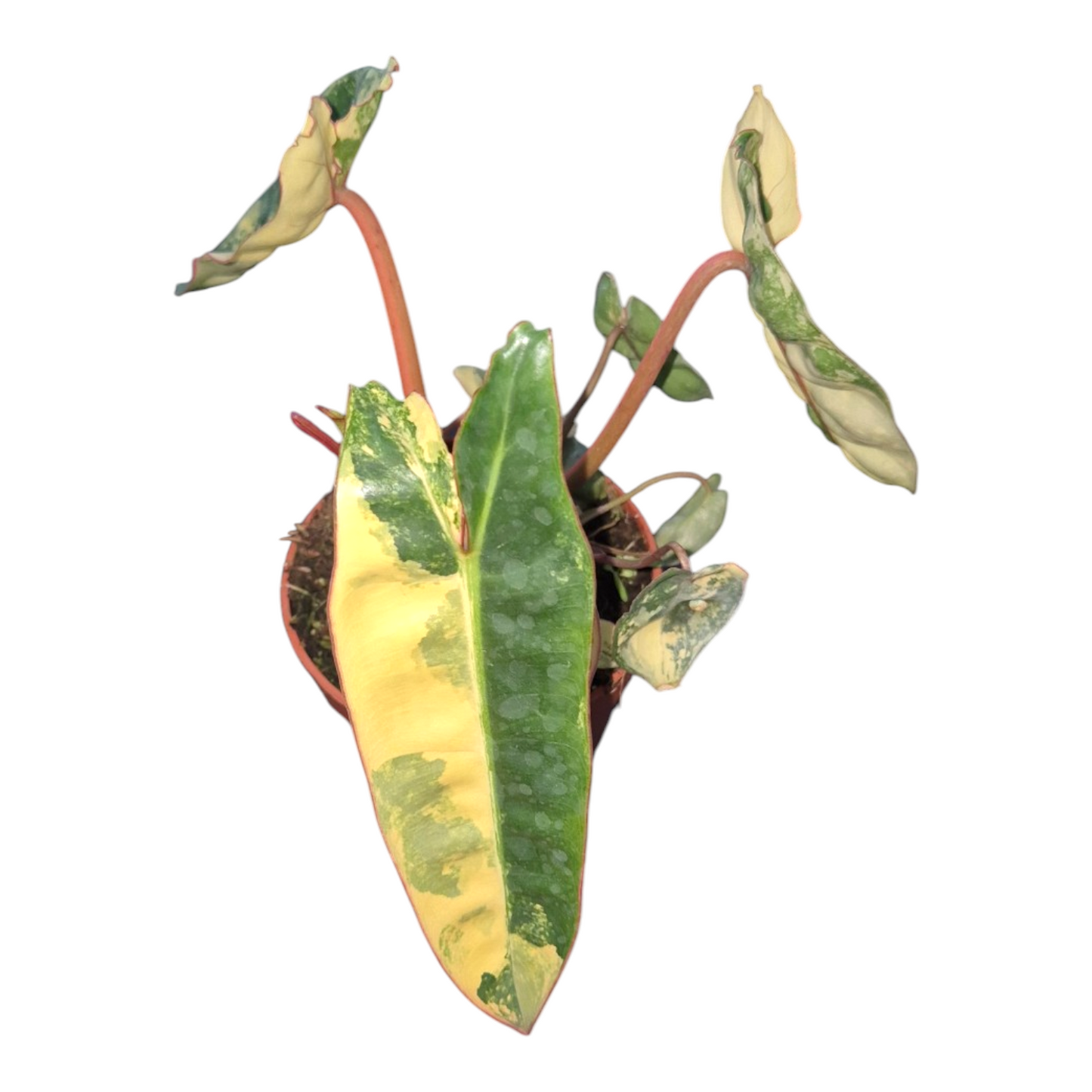 Vente en direct de 8 Philodendron Billietiae Variegata
