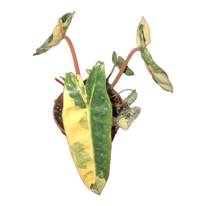 Vente en direct de 8 Philodendron Billietiae Variegata