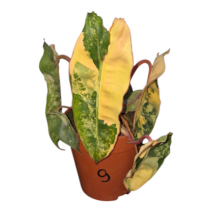 Vente en direct plante 9 Philodendron Billietiae Variegata