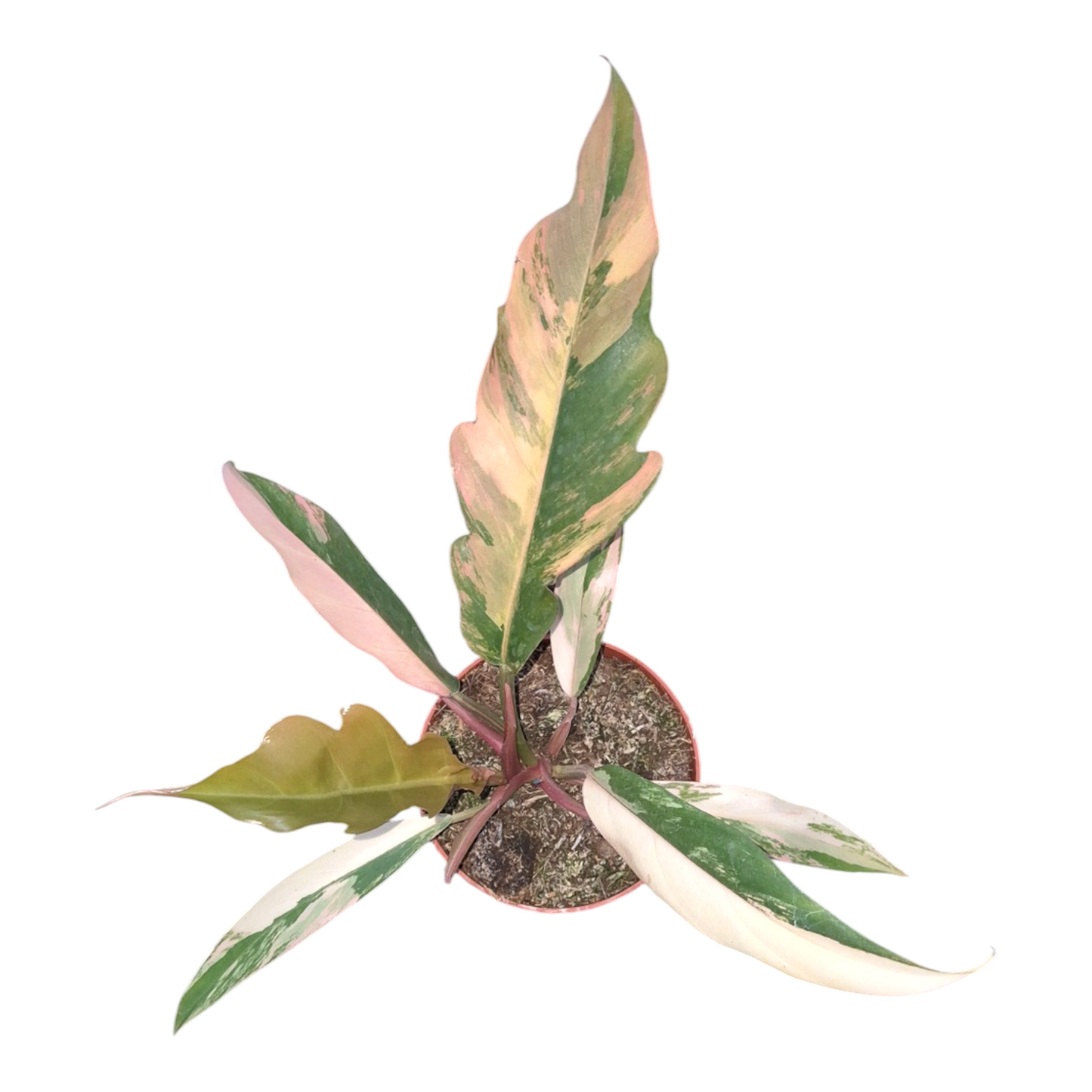 Vente en direct de 10 Philodendron Caramel Marble