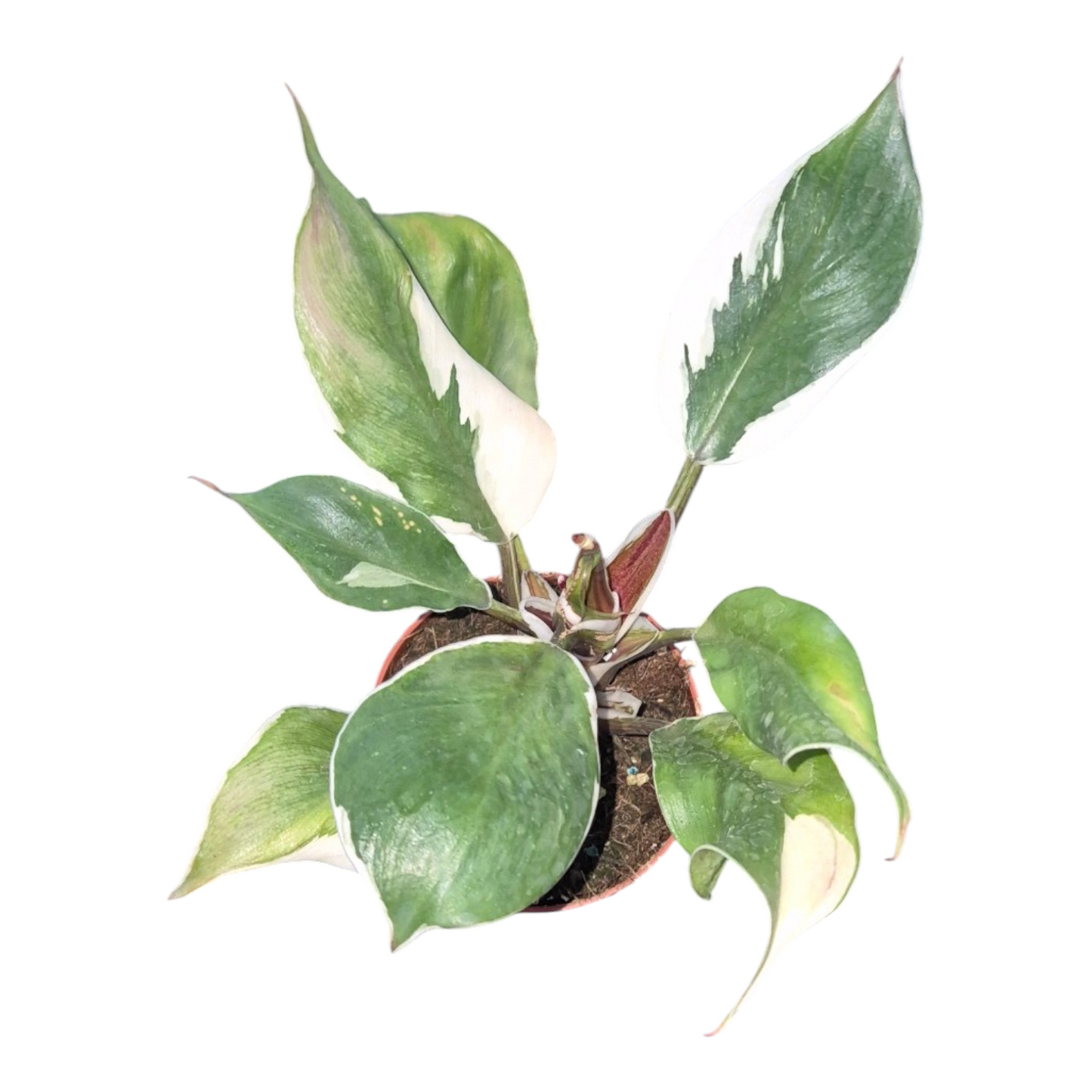 Vente en direct de plante 11 Philodendron White Knight Mutation