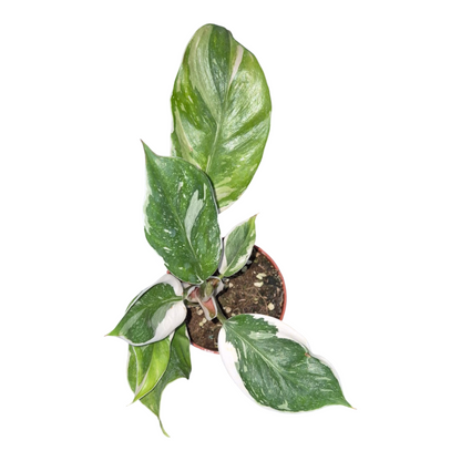 Vente en direct de 12 plantes Philodendron White Knight Mutation