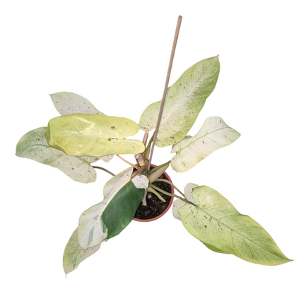 Vente en direct plante 13 Philodendron Whipple Way