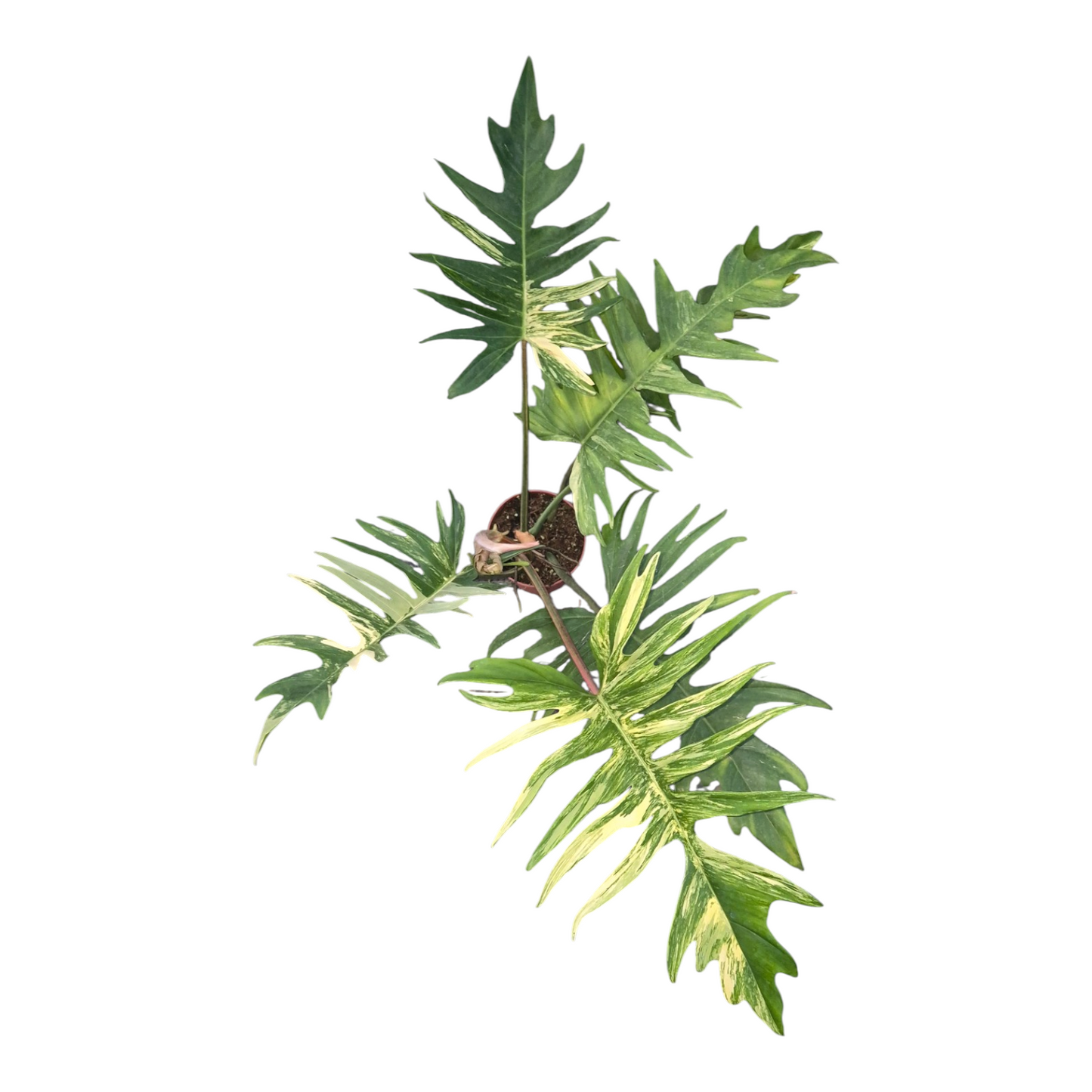 Vente en direct de plantes 14 Philodendron Florida Beauty x Tortum Variegata