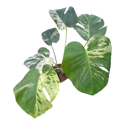 Vente en direct de 15 plantes Monstera Bulbasaur