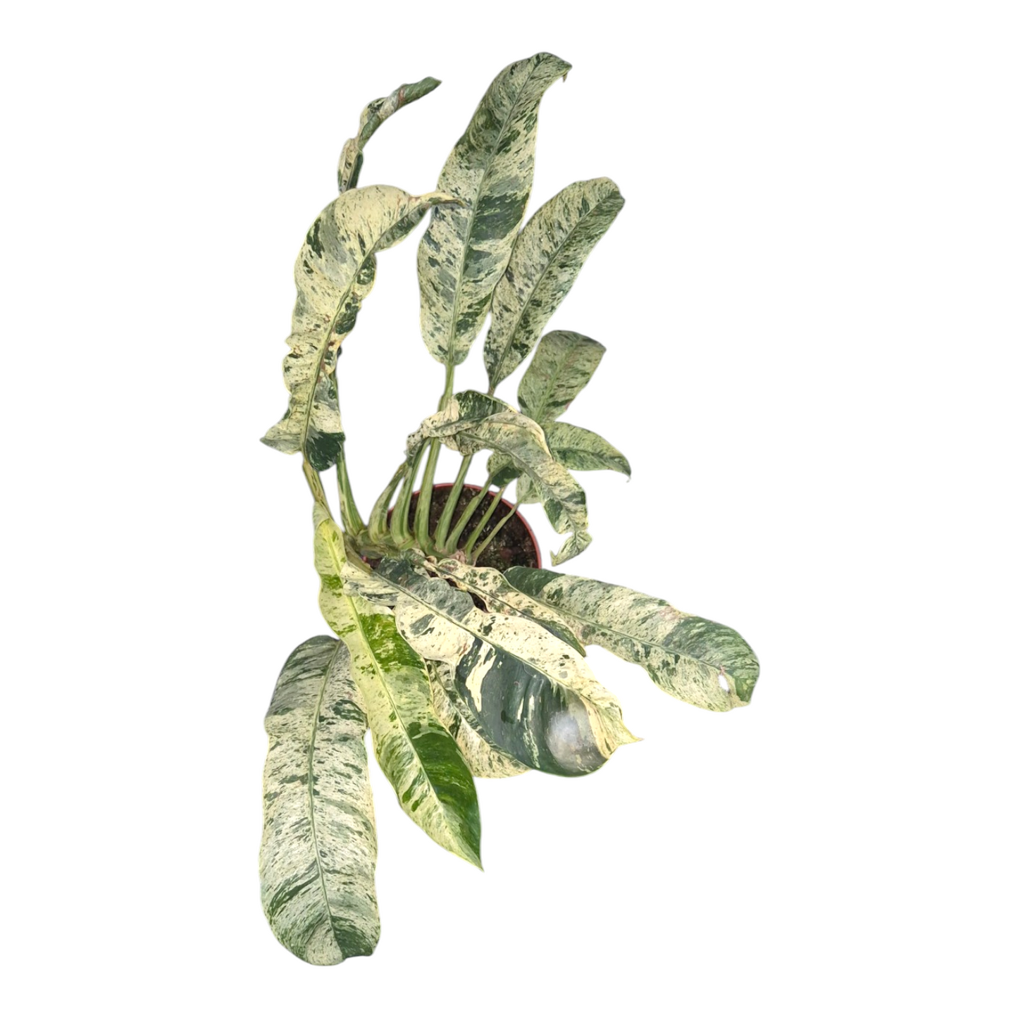 Vente en direct de plante 16 Epipremnum Giganteum Variegata