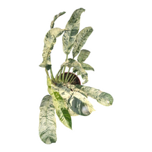 Live sale plant 16 Epipremnum Giganteum Variegata