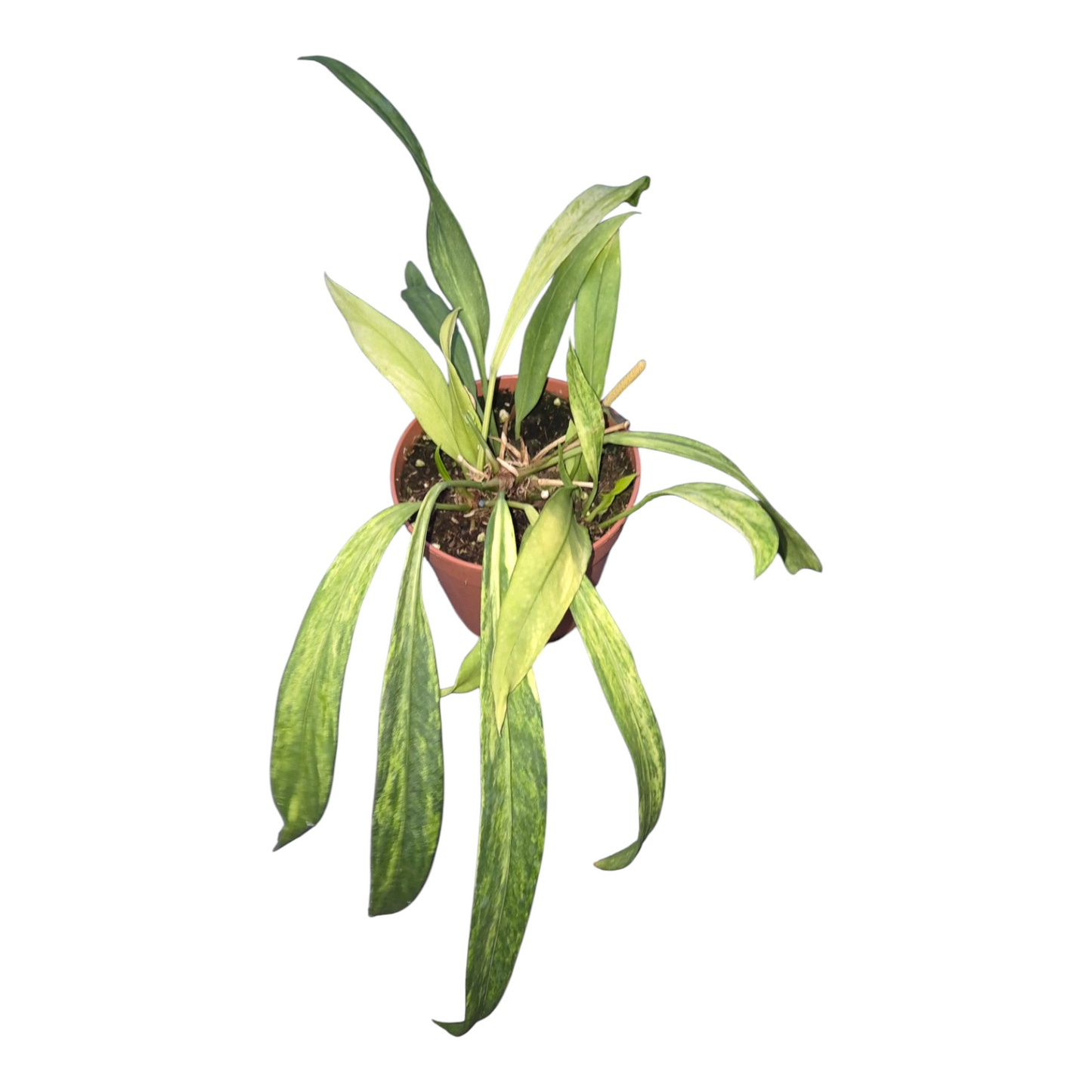 Vente en direct plante 17 Anthurium Vittarifolium Variegata