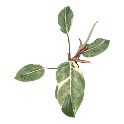 Vente en direct de plantes 18 Philodendron Shady Lady