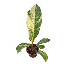 Live sale plant 19 Anthurium Hookerii Variegata