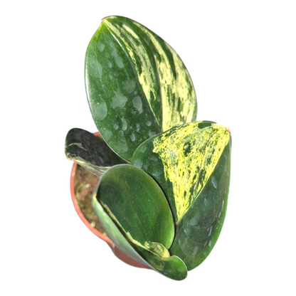 Vente en direct de plantes 21 Scindapsus Treubii Dark Variegata (aurea)