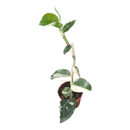 Vente en direct de plante 22 Rhaphidophora Hayi Variegata (albo)