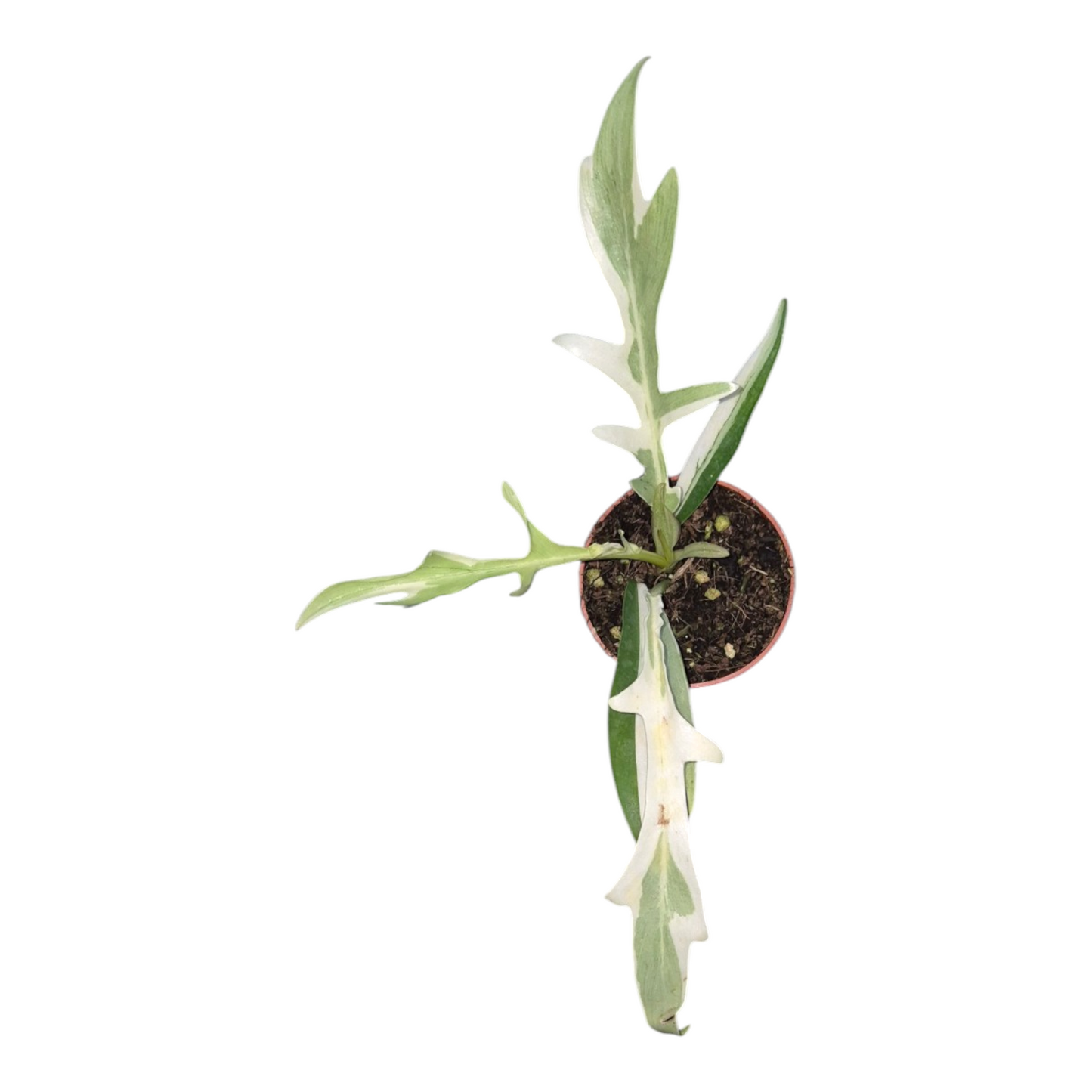 Vente en direct plante 23 Philodendron Tortum Variegata (albo)