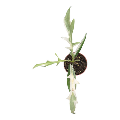 Vente en direct plante 23 Philodendron Tortum Variegata (albo)