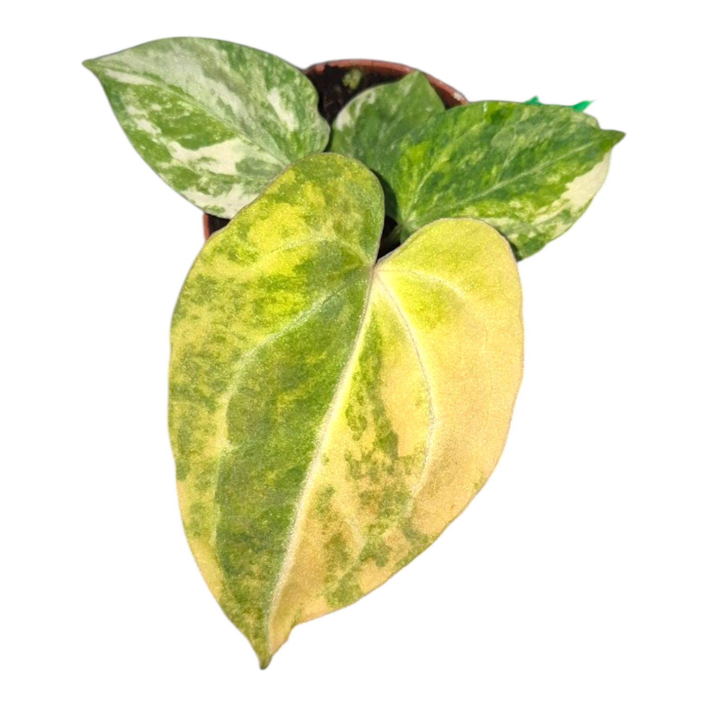 Vente en direct de plante 24 Anthurium Papillilaminum Variegata X Red Chocolate
