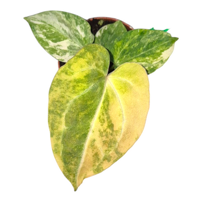 Vente en direct de plante 24 Anthurium Papillilaminum Variegata X Red Chocolate