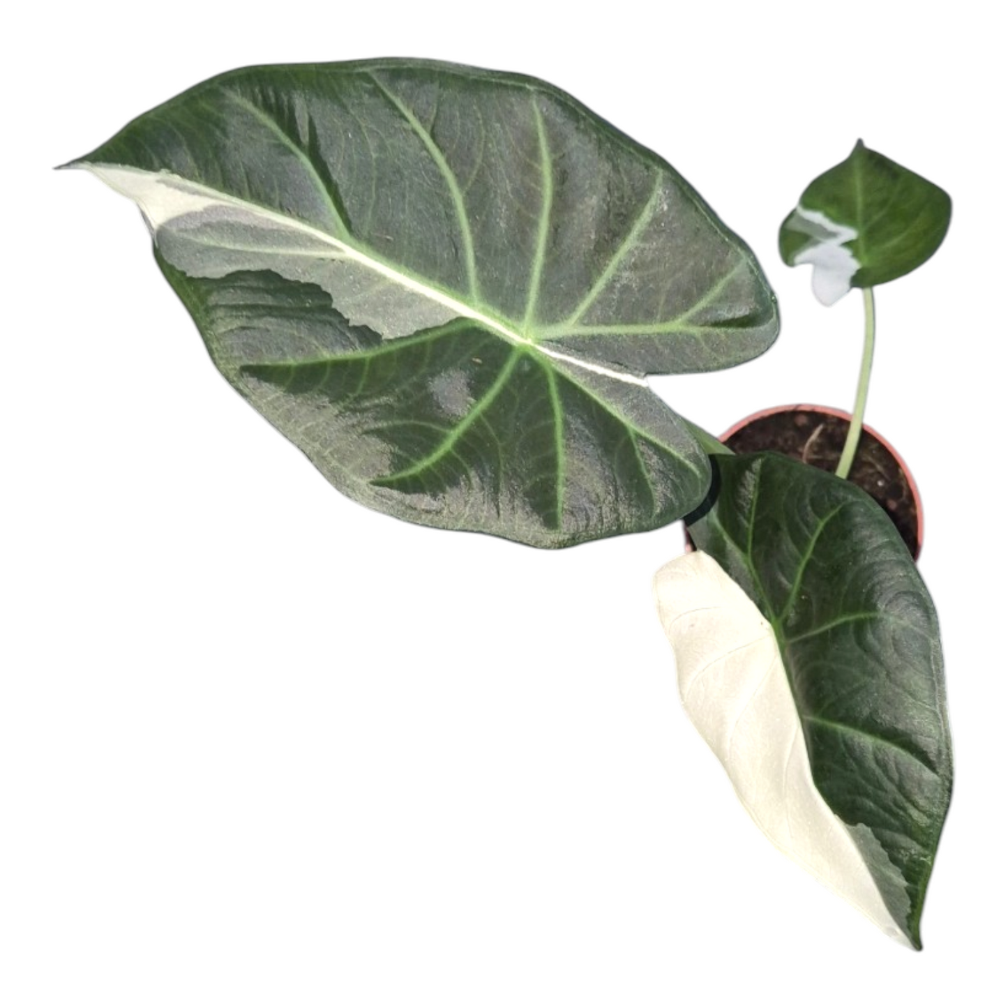 Vente en direct de 25 plantes Alocasia Regal Shields Variegata