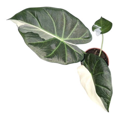 Vente en direct de 25 plantes Alocasia Regal Shields Variegata