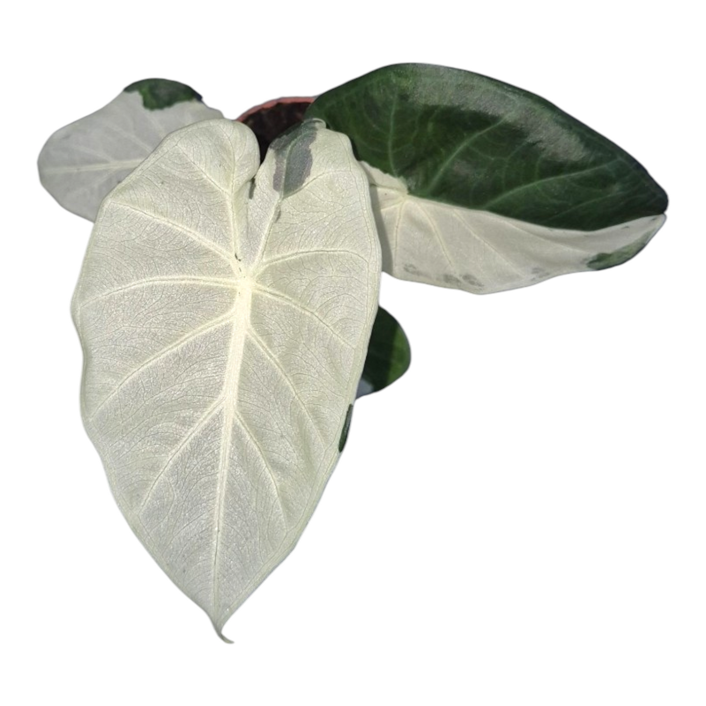 Vente en direct de plante 26 Alocasia Regal Shields Variegata