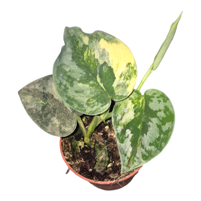 Vente en direct de plante 27 Scindapsus Bukadapati