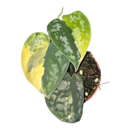 Vente en direct de plante 28 Scindapsus Bukadapati
