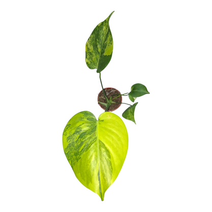 Vente en direct de plante 29 Monstera Deliciosa Aurea Variegata