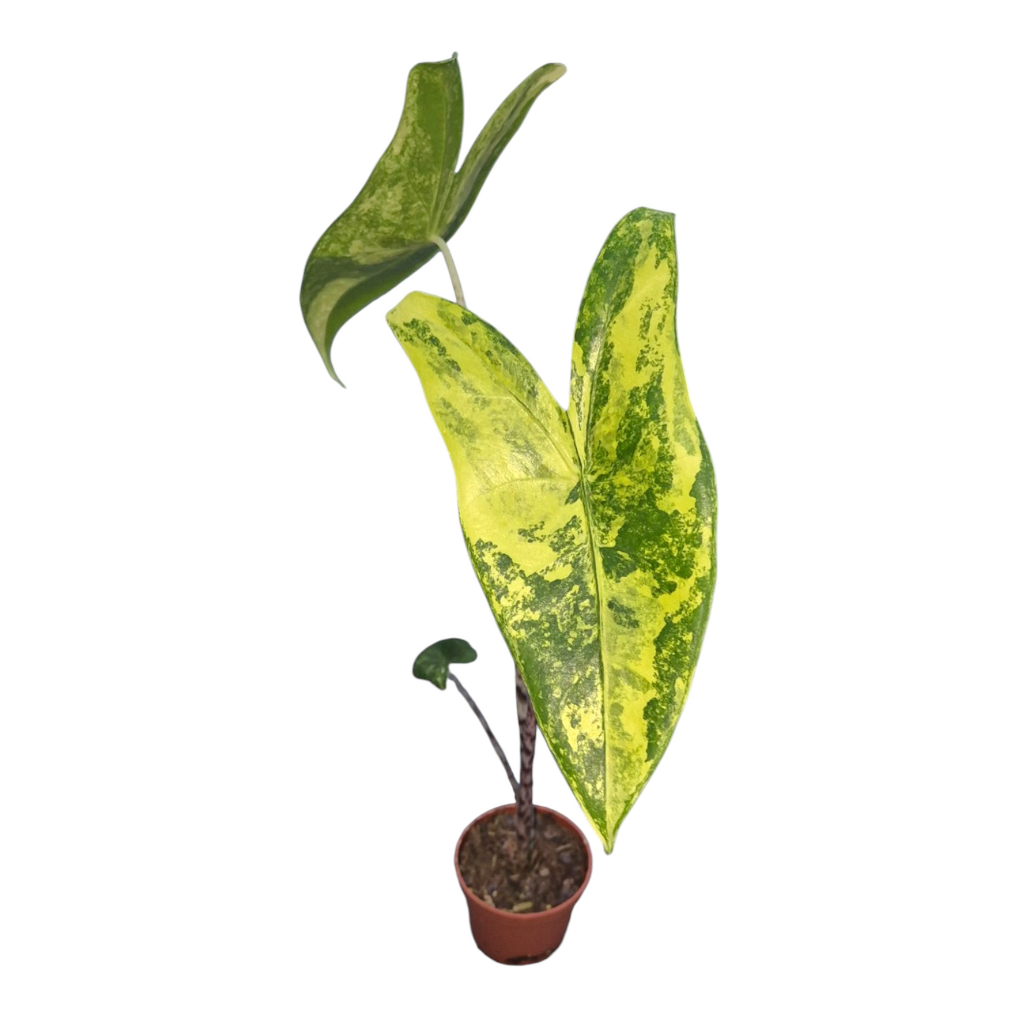 Vente en direct de 30 plantes Alocasia Zebrina Variegata