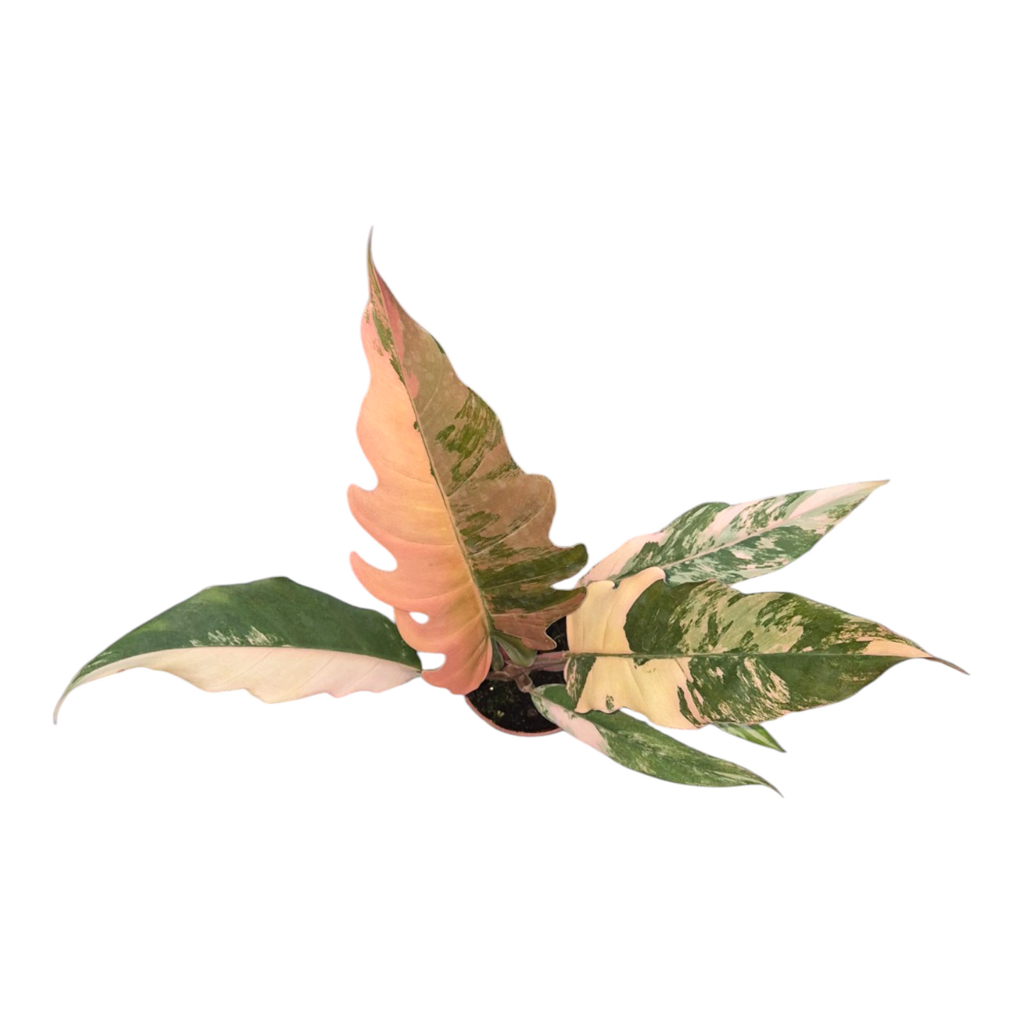 Vente en direct plante 31 Philodendron Caramel Marble