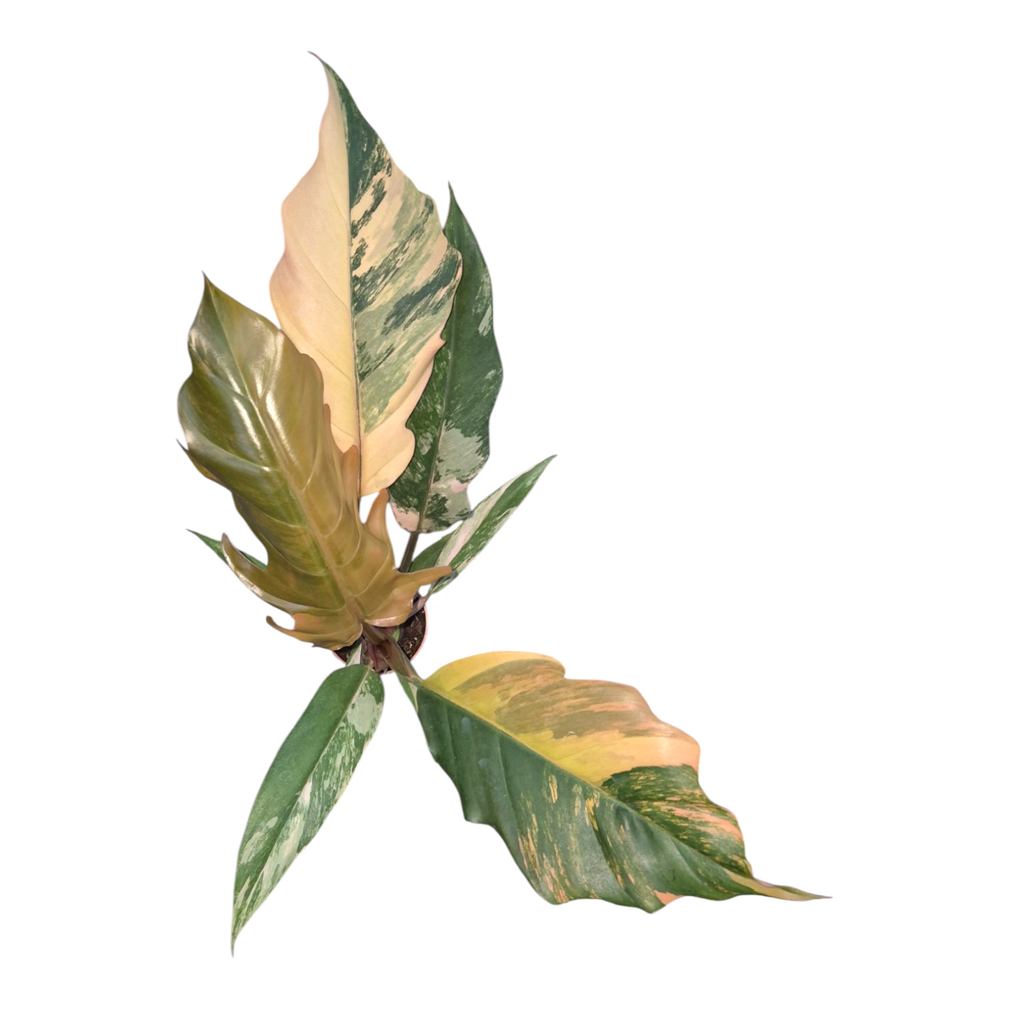 Vente en direct plante 32 Philodendron Caramel Marble