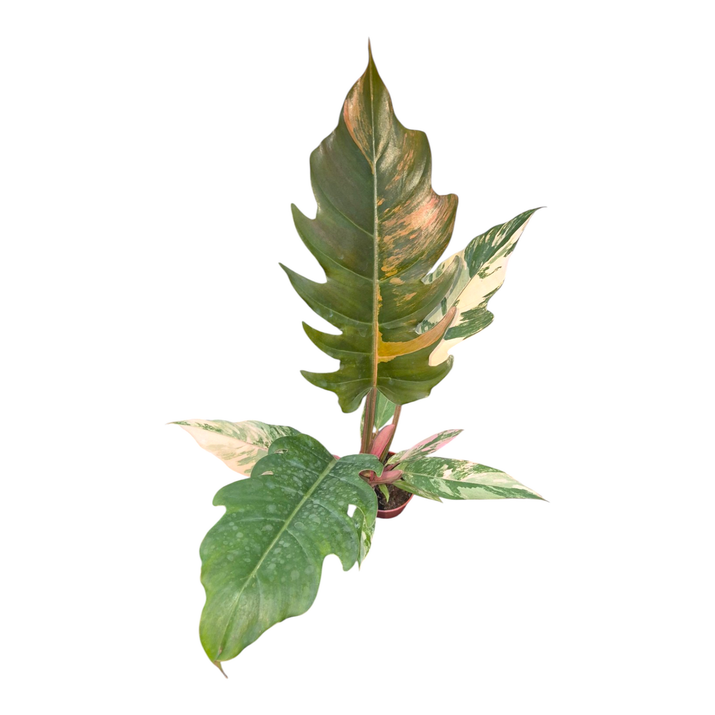 Vente en direct plante 33 Philodendron Caramel Marble