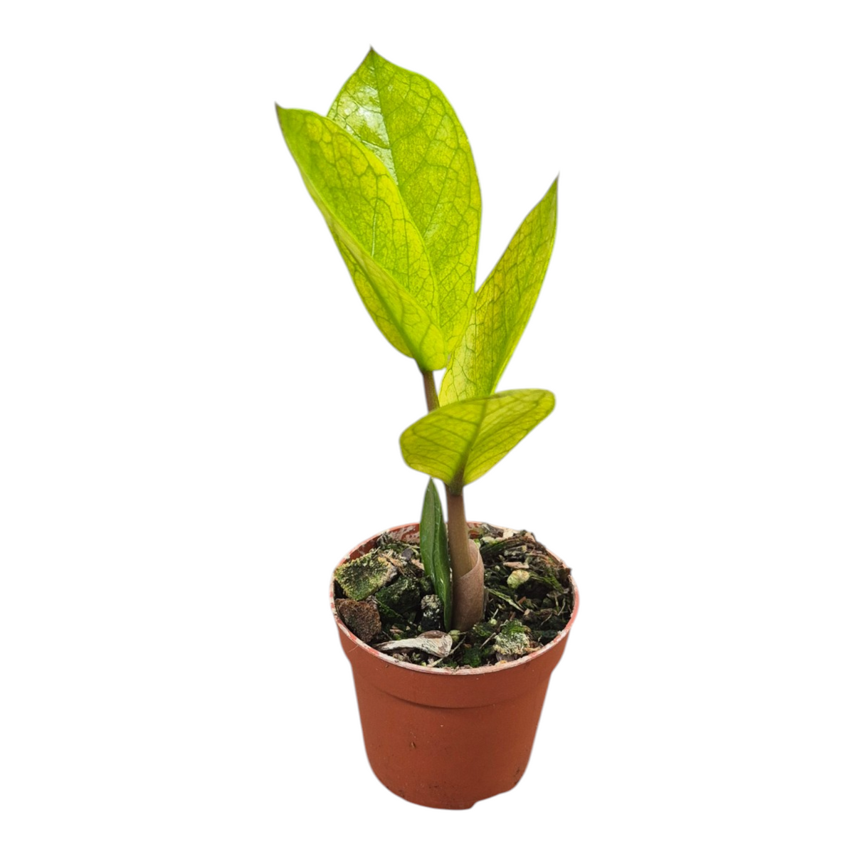 Zamioculcas Chameleon