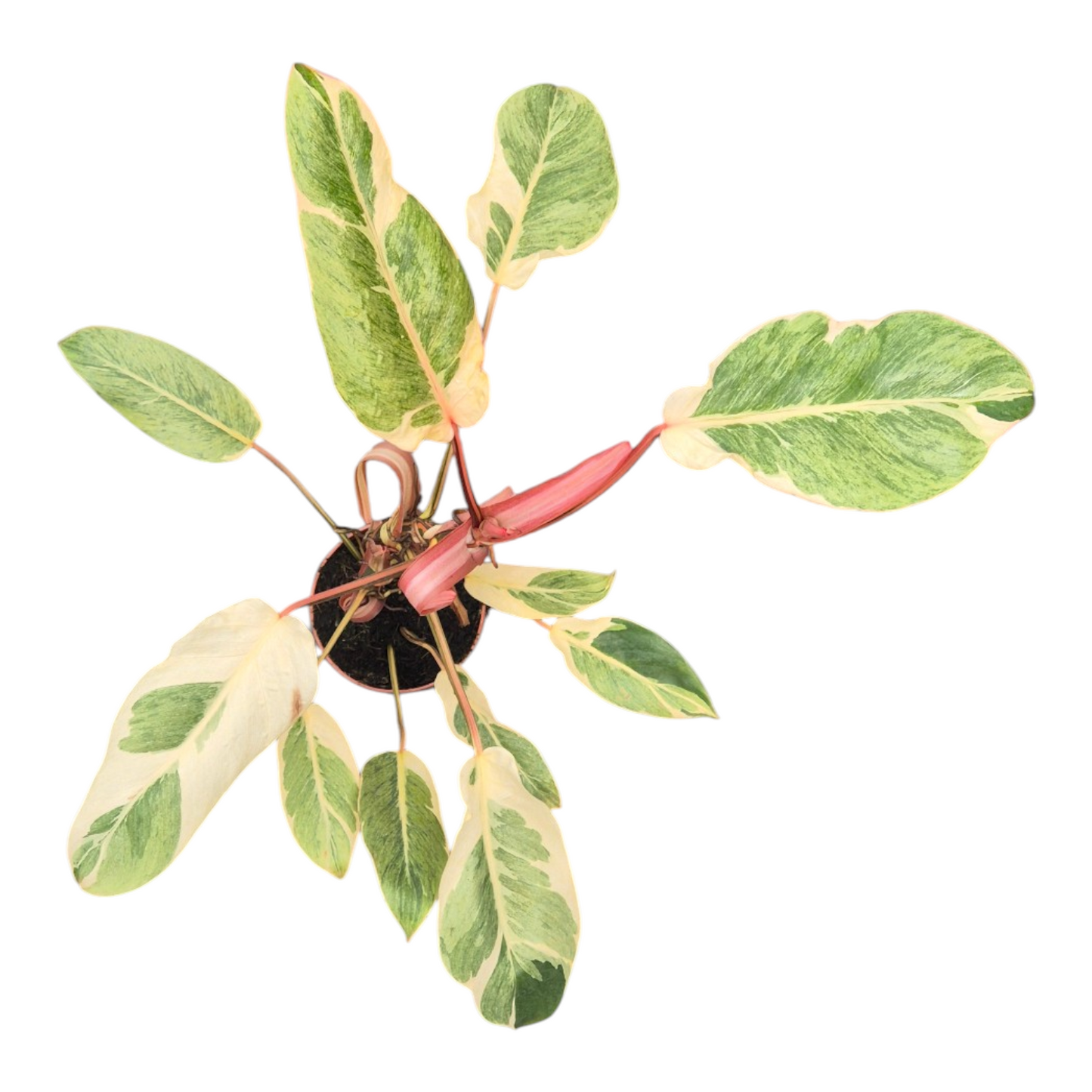 Vente en direct plante 101 Philodendron Shady Lady