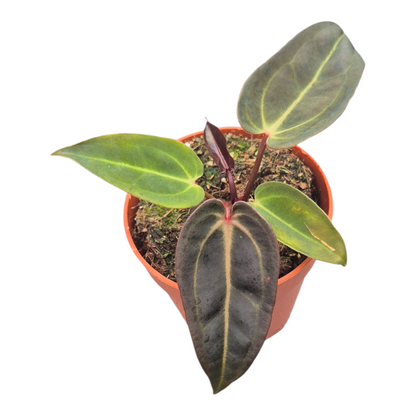 Vente en direct plante 102 DocBlock Anthurium Darth Vader® '73' X Red Velvet Cake® '24'