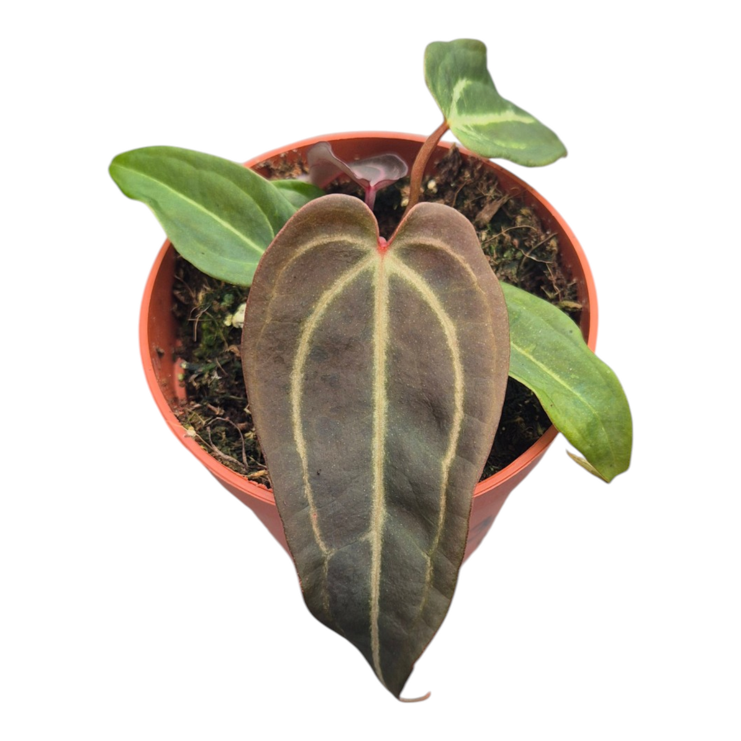 Vente en direct plante 103 DocBlock Anthurium Black Widow® '13' X Red Velvet Cake® '24'