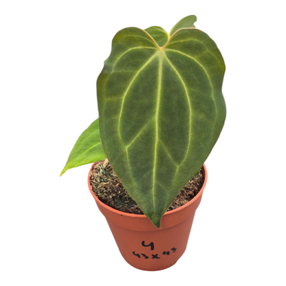 Vente en direct plante 104 DocBlock Anthurium Black Widow® '43' X Black Widow® '43'
