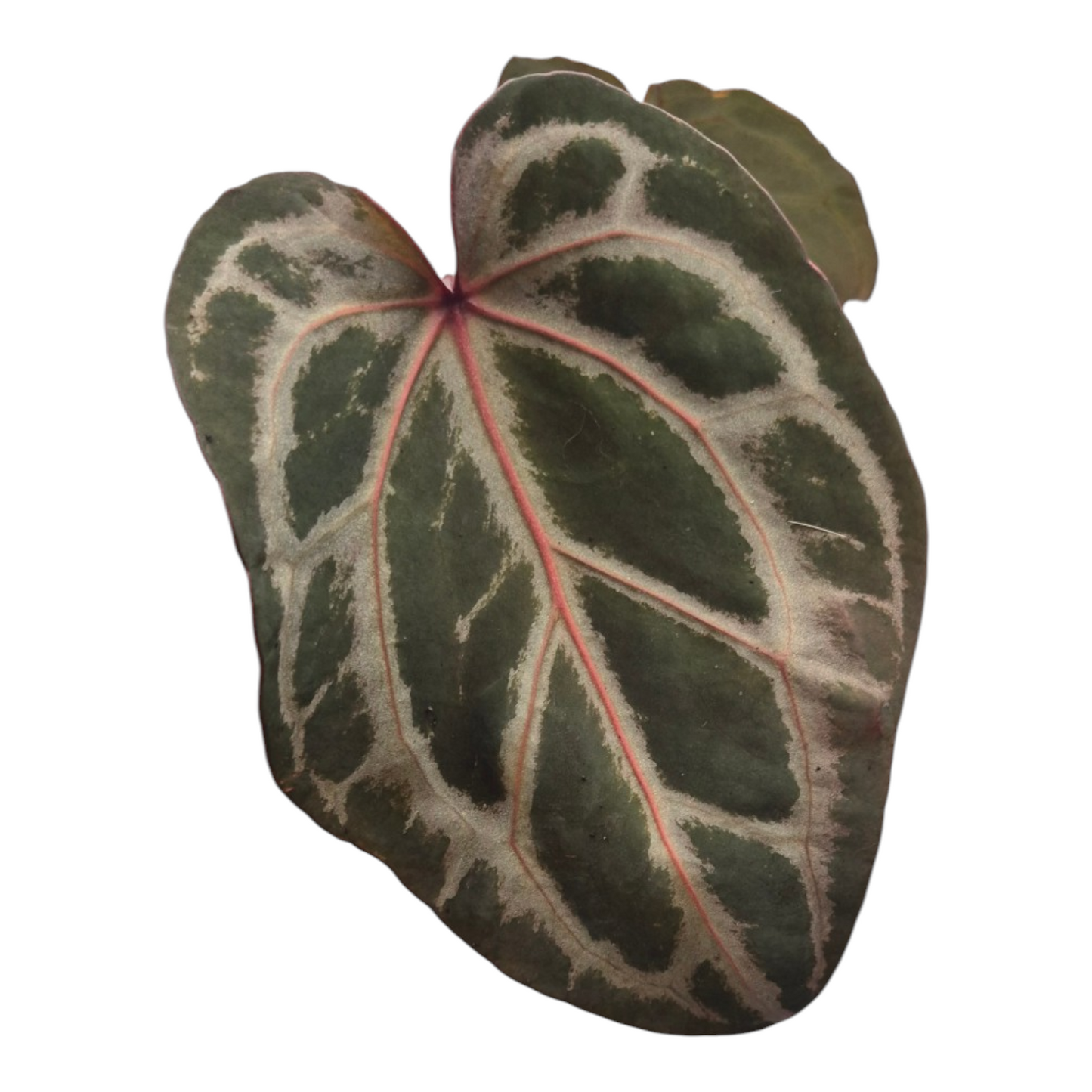 Vente en direct plante 105 DocBlock Anthurium Tortoise Shell® Gris '36' X Tortoise Shell® Gris '36'