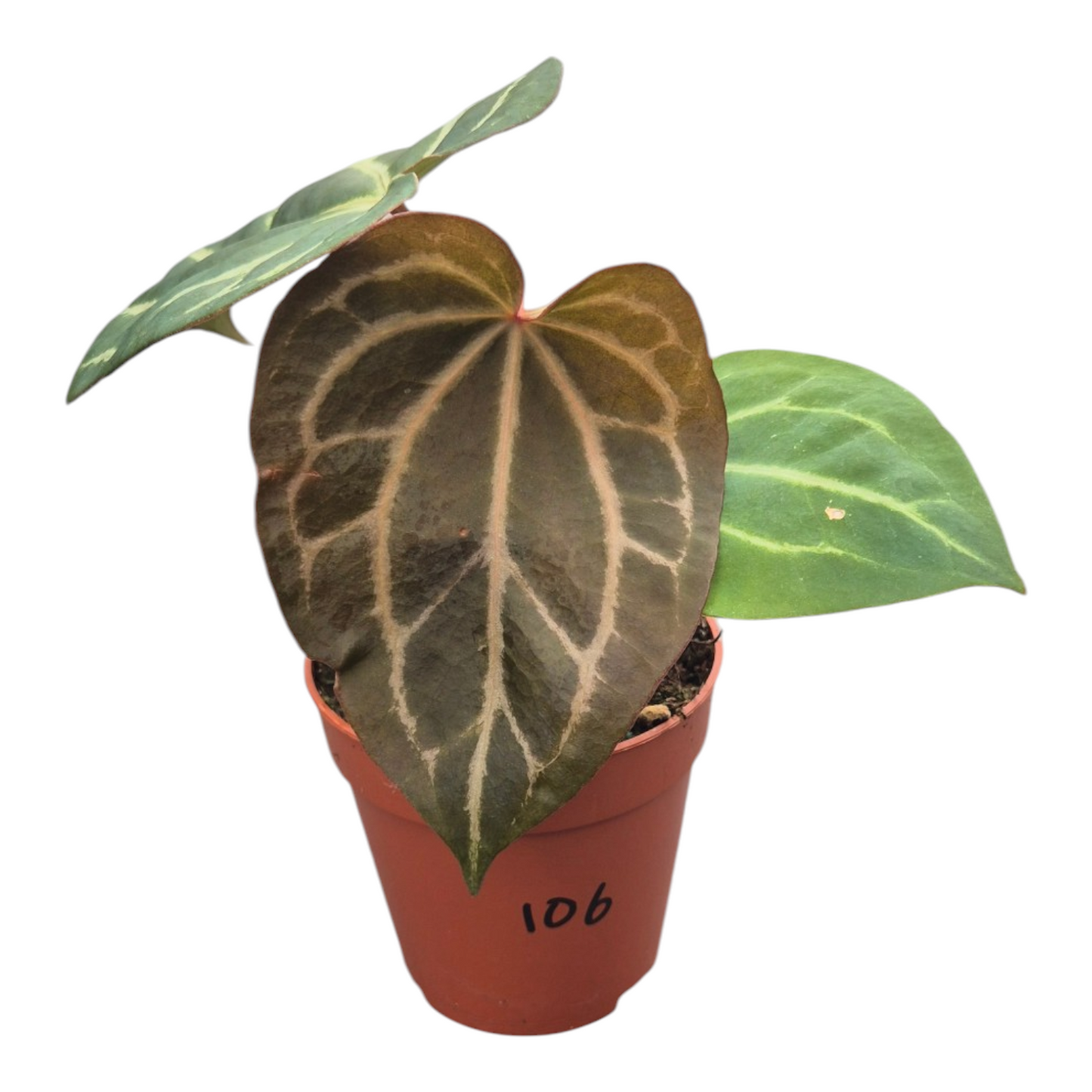 Vente en direct plante 106 DocBlock Anthurium Angela® '35' X Black Widow® '13'