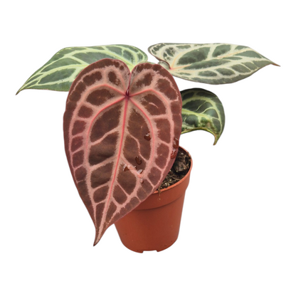 Vente en direct plante 107 DocBlock Anthurium Michelle® '11' X Zara® '14'